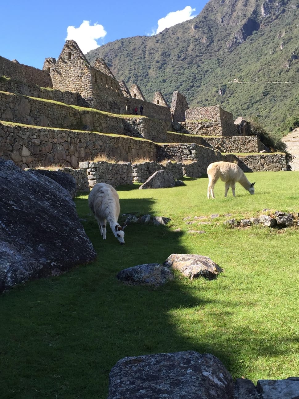 white alpaca on green grass near mountains preview
