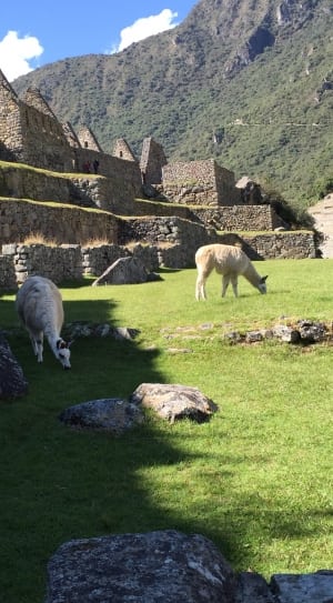 white alpaca on green grass near mountains thumbnail