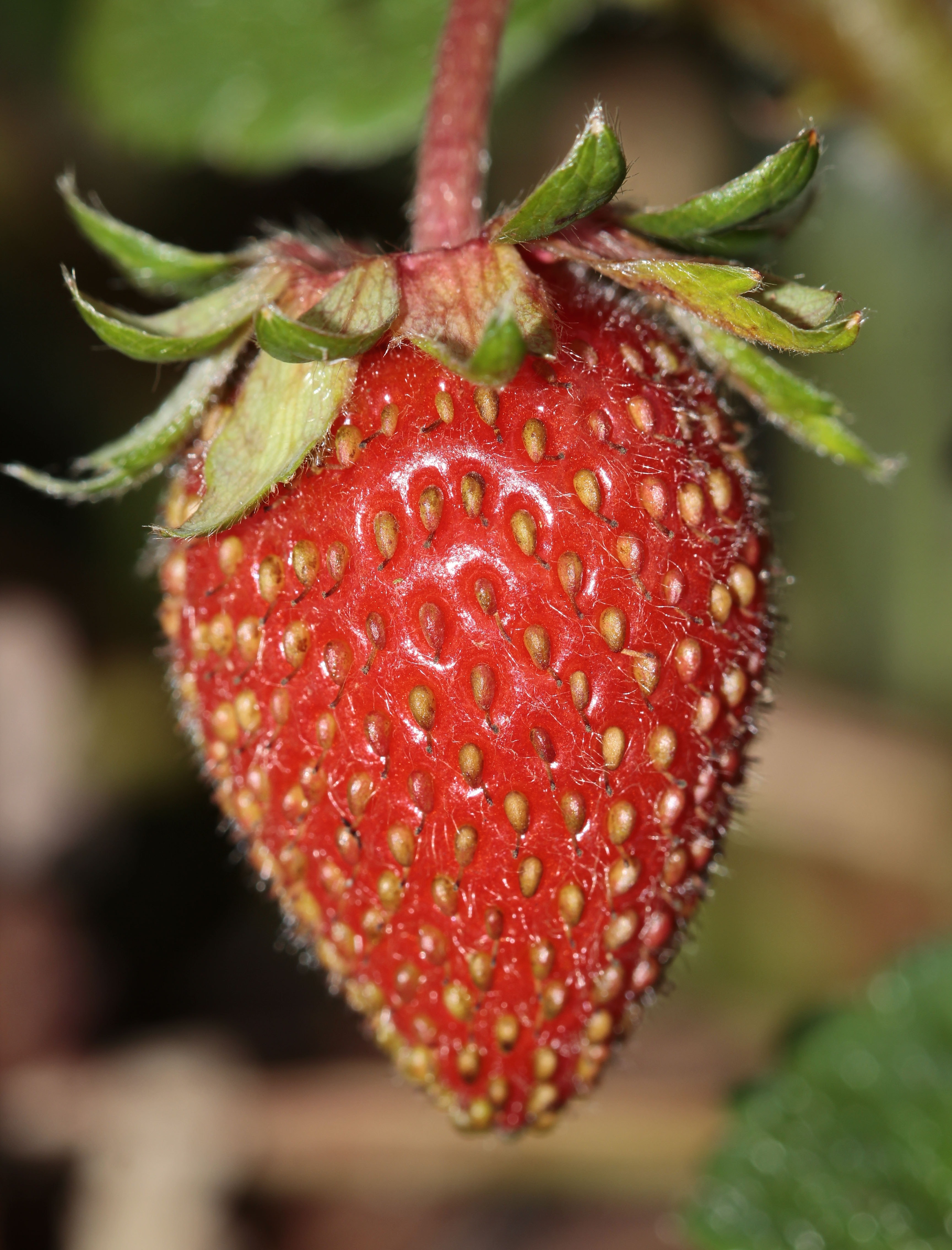 macro photography of strawberry