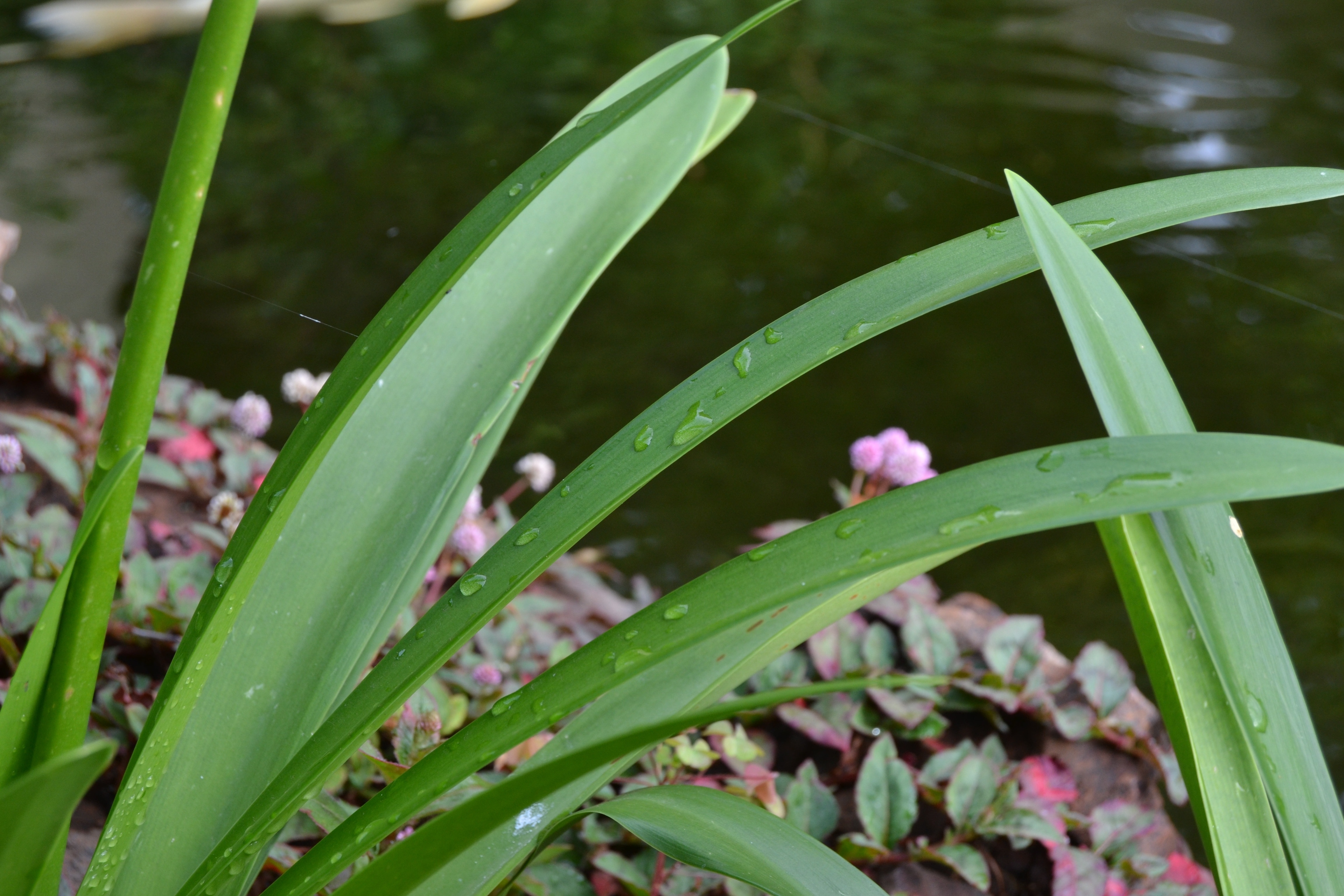 green plant