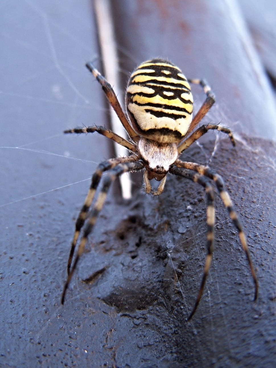 banded argiope spider preview