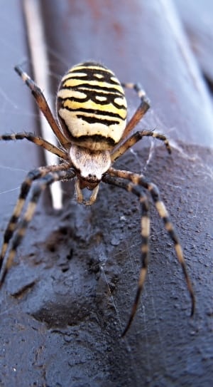 banded argiope spider thumbnail