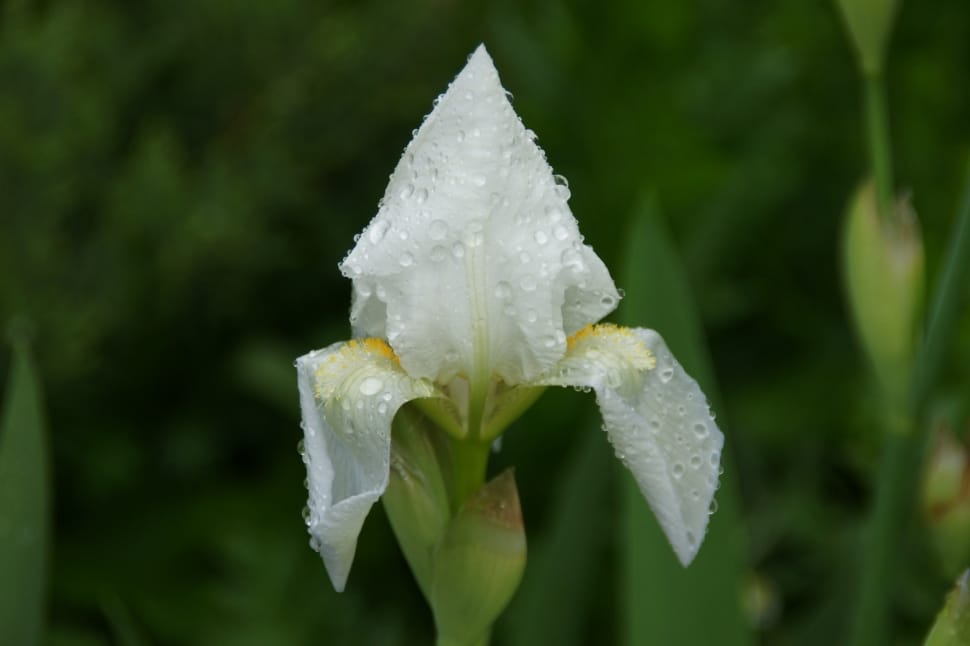 white iris preview