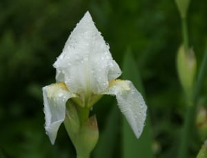 white iris thumbnail
