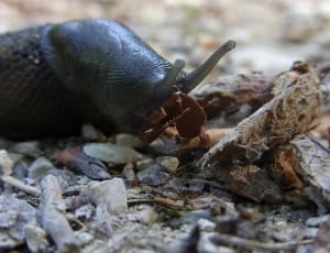 black snail thumbnail