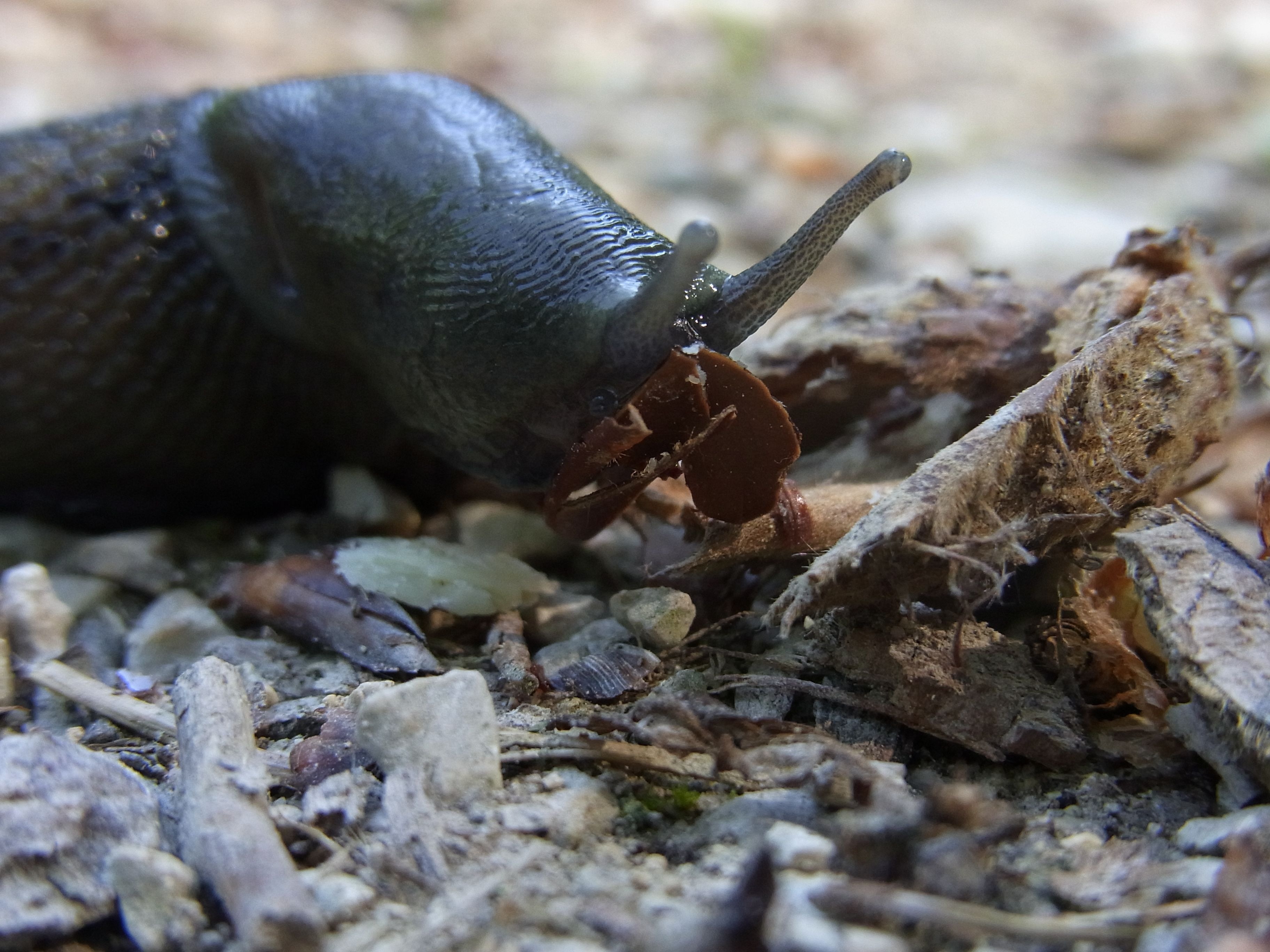 black snail