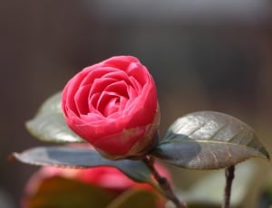 pink and white rose thumbnail