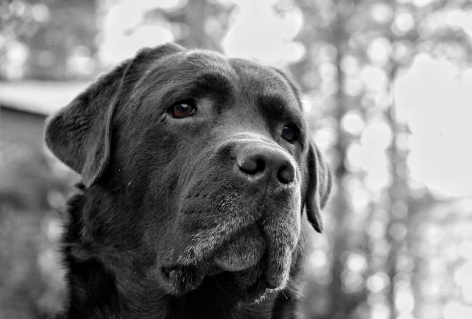 grayscale photo of dog preview