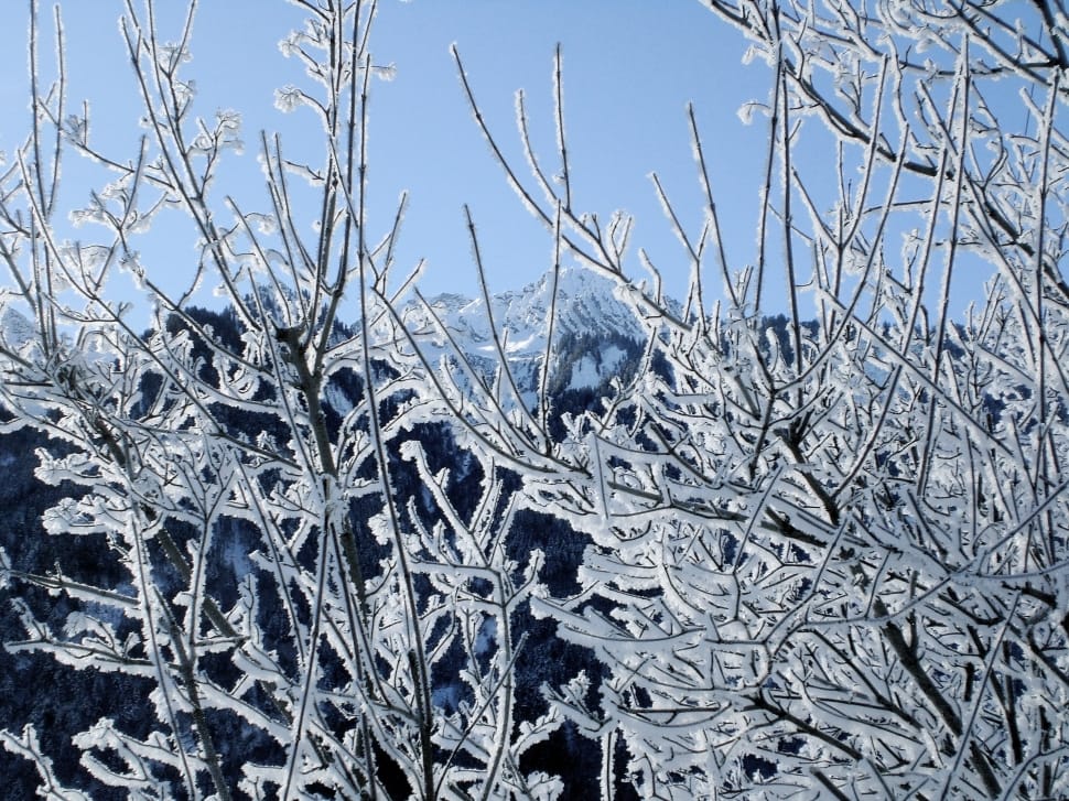snow covered tree branches preview
