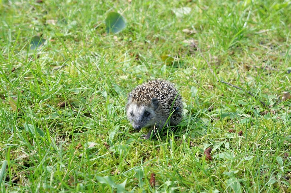 brown hedgehog preview