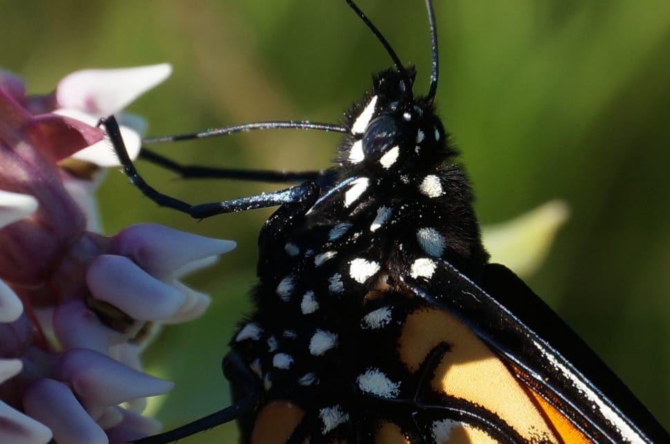 monarch butterfly preview
