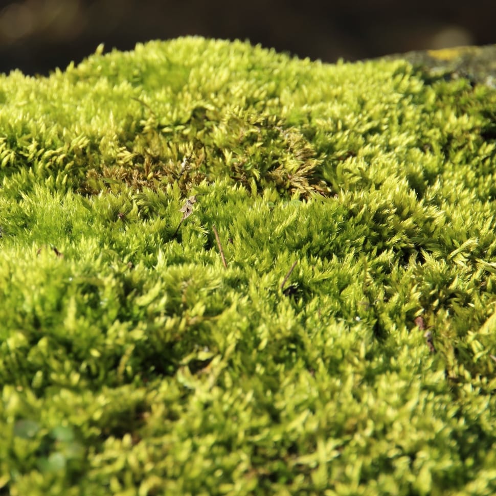 green moss preview