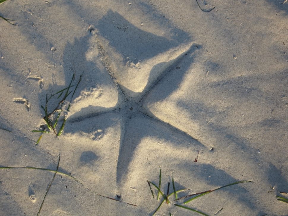 starfish sand print preview