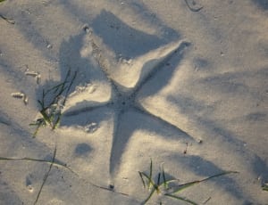 starfish sand print thumbnail