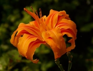 orange petaled flower thumbnail