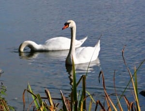 2 white mute swans thumbnail