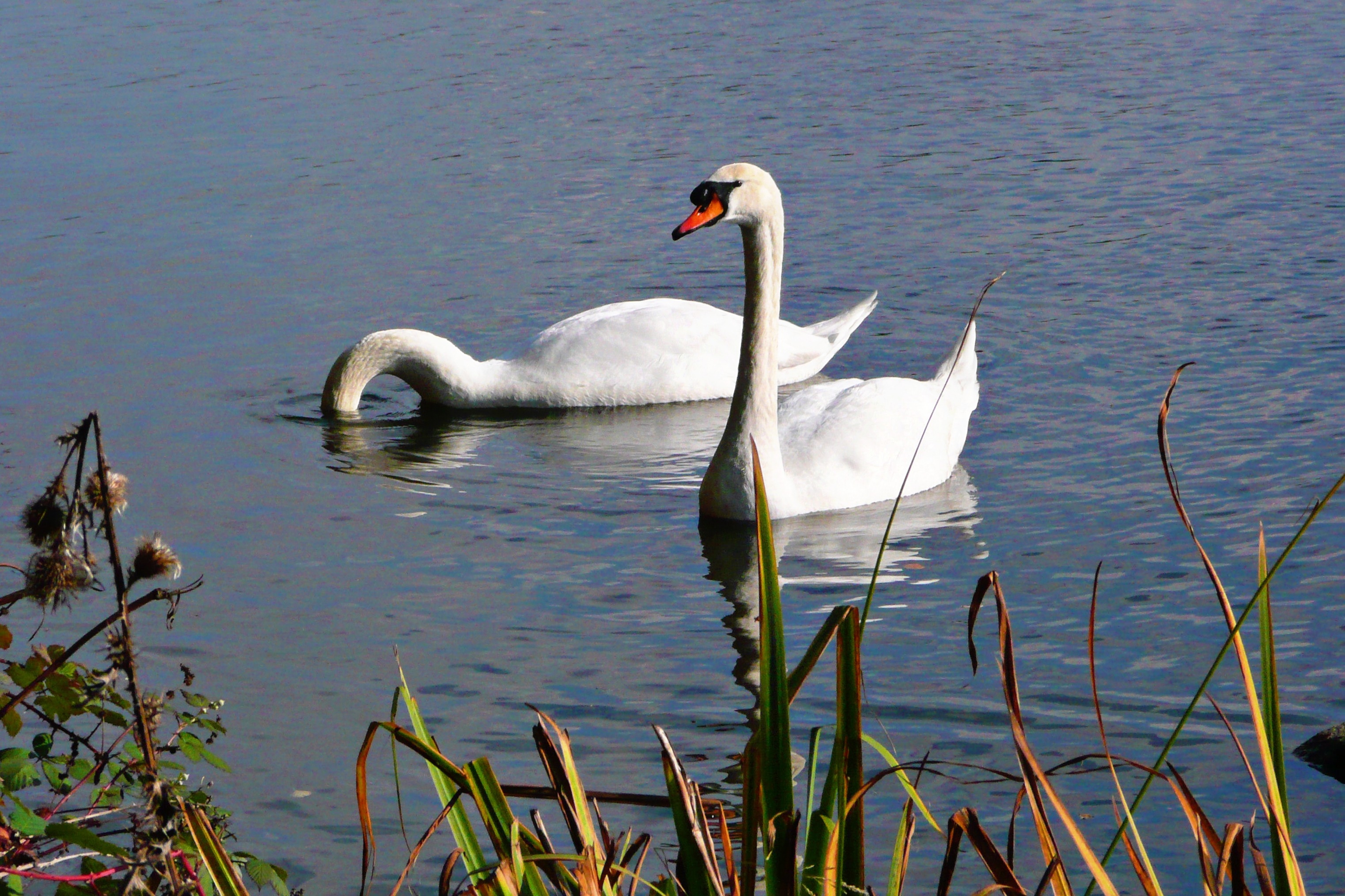 2 white mute swans