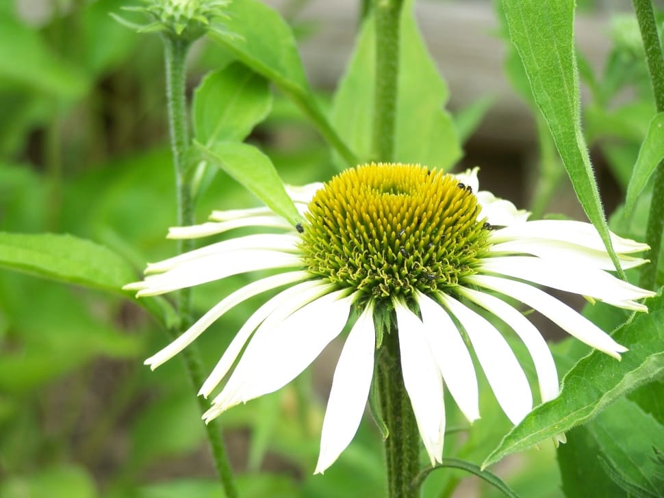 white coneflower preview