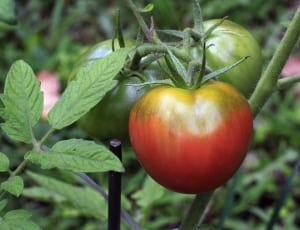 green and red tomato fruit thumbnail