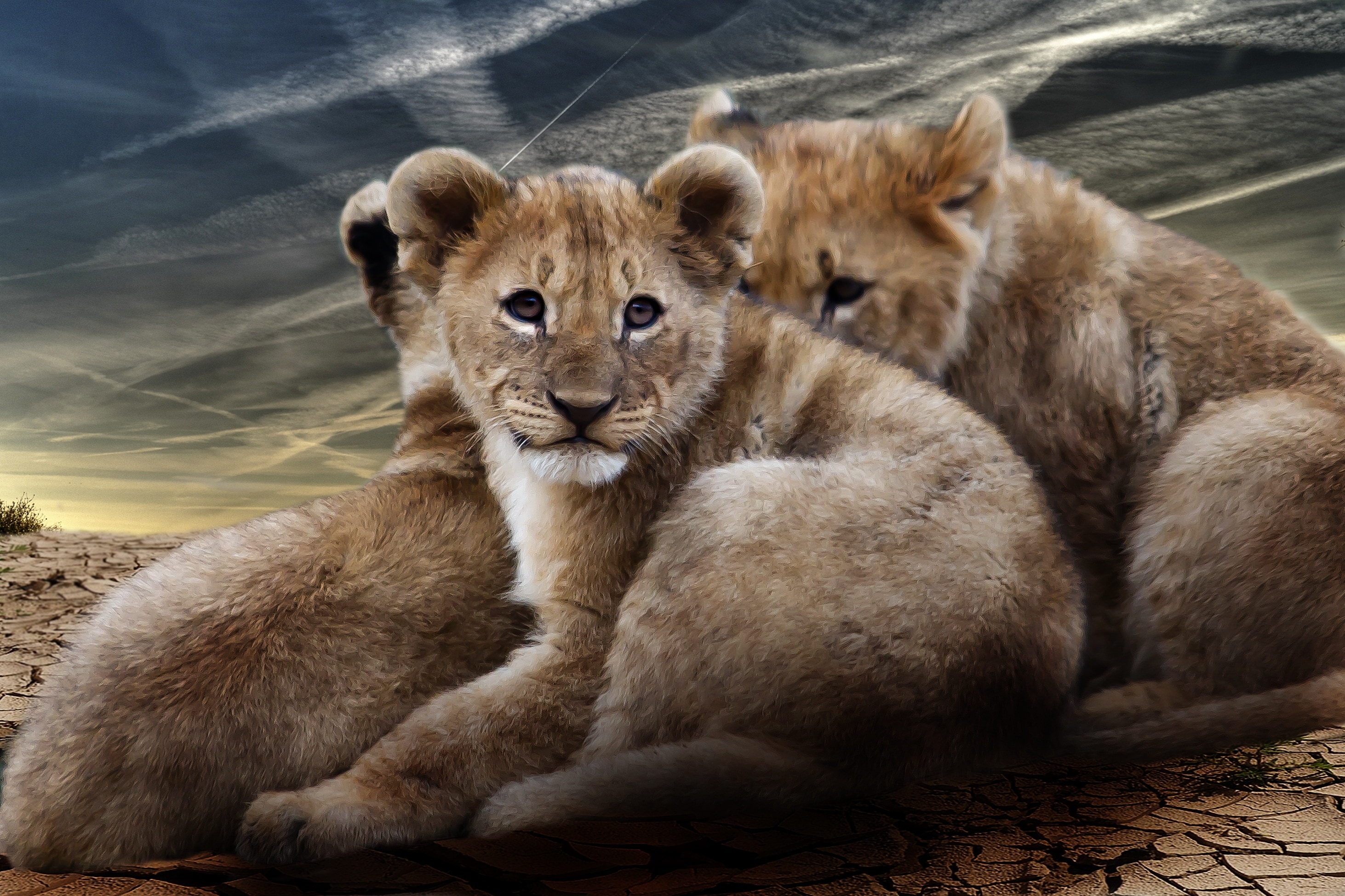 Lion Cub, Lion Babies, Lion, Wildcat, animal wildlife, animals in the wild