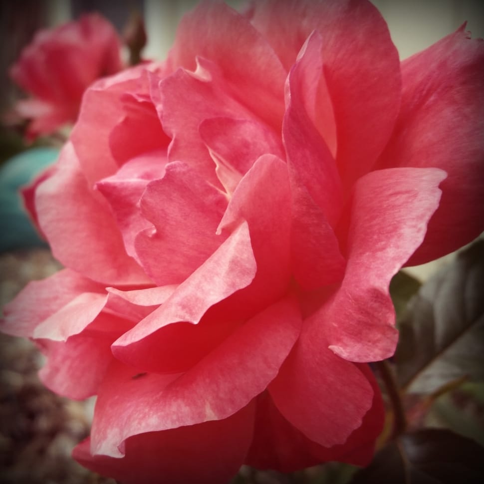 pink flower with petals preview
