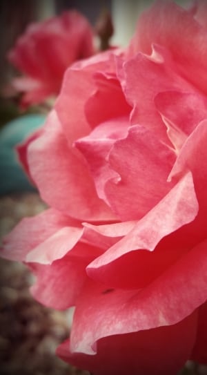 pink flower with petals thumbnail