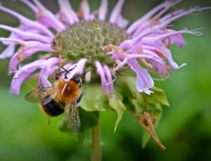 purple bee balm flower thumbnail