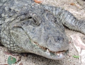 grey and black crocodile thumbnail