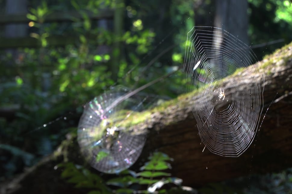 Spider, Nature, Web, Spider Web, Natural, outdoors, no people preview
