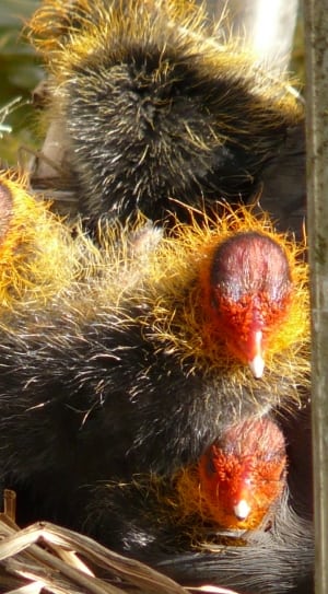 kiwi bird thumbnail