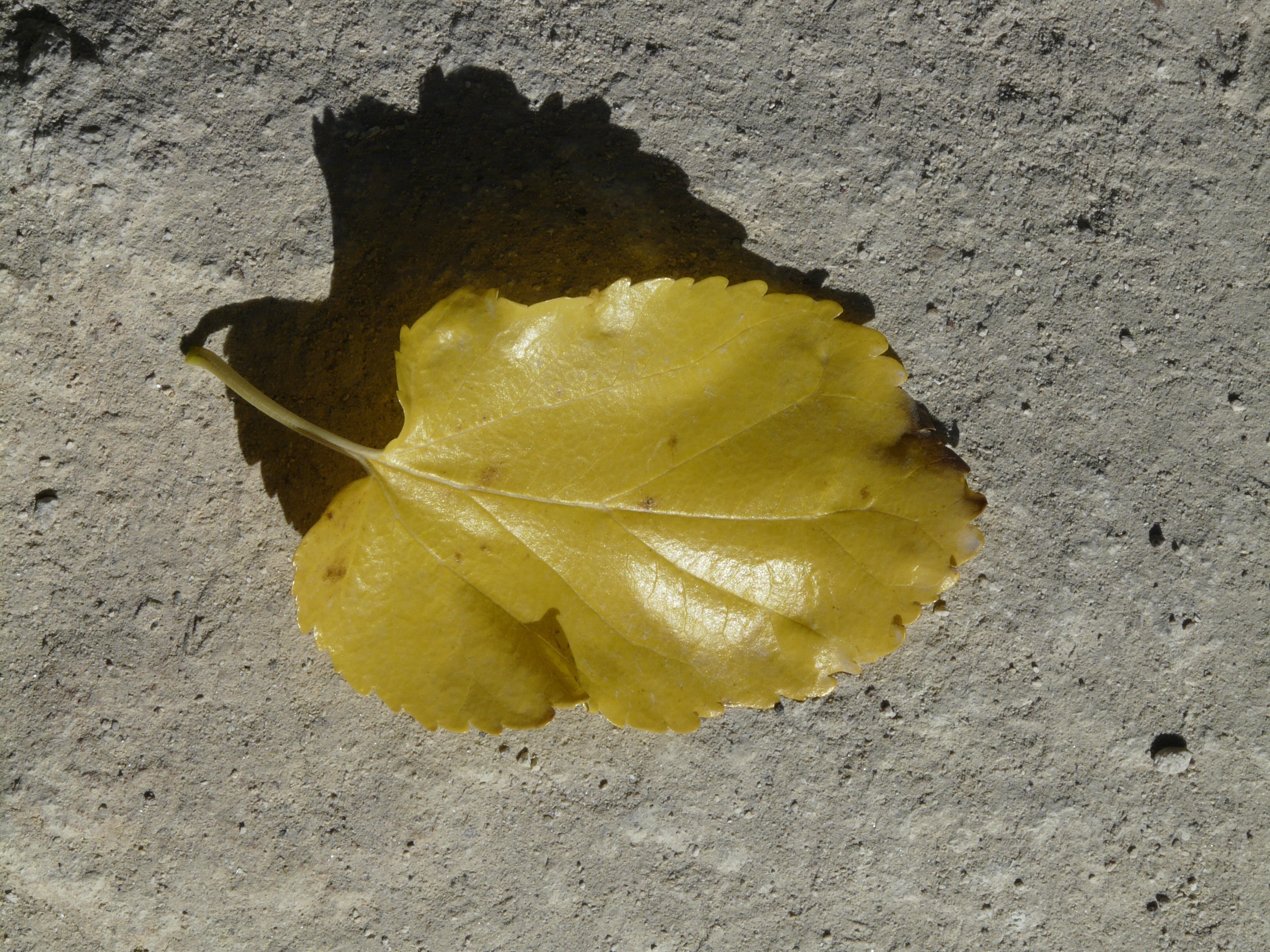Листья тополя осенью