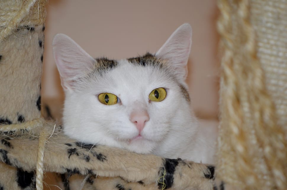 white and brown tabby cat preview