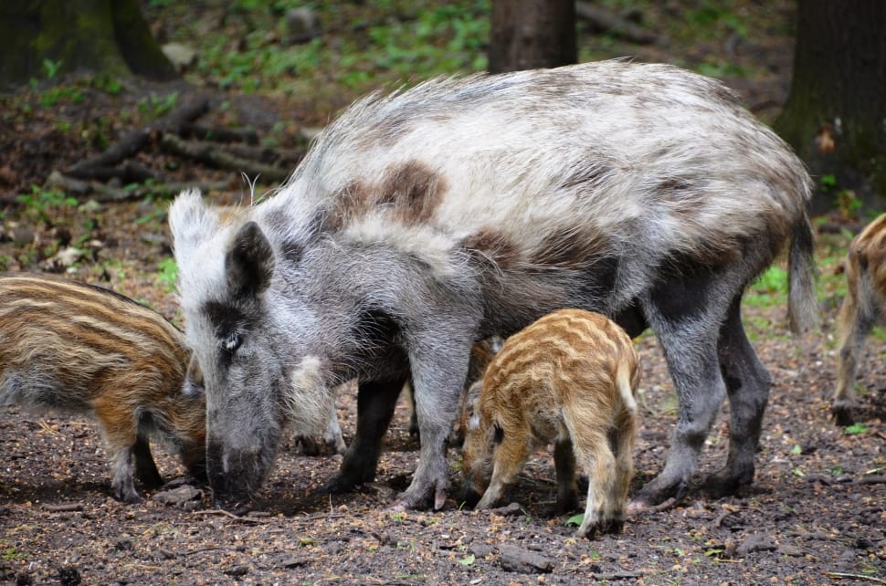 4 gray white and brown wild boar preview