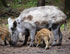 4 gray white and brown wild boar thumbnail