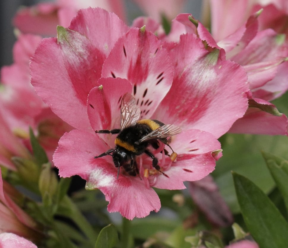 pink 6 petaled flower with yellow stigma and bee preview
