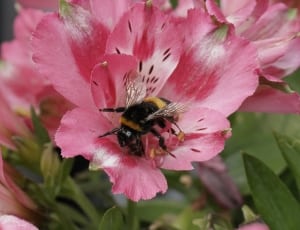 pink 6 petaled flower with yellow stigma and bee thumbnail
