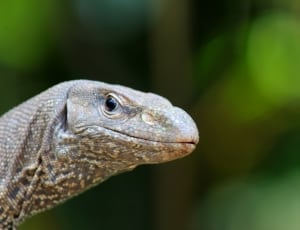 brown and black lizard thumbnail