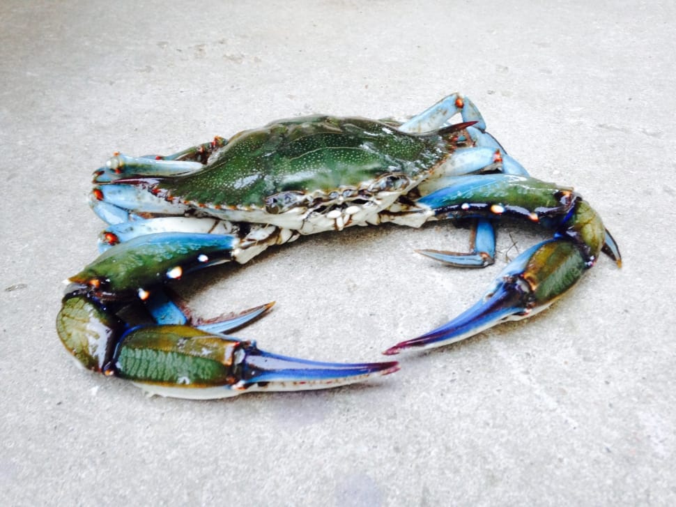 green white and teal crab preview