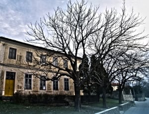 brown leafless tree and brown concrete building thumbnail