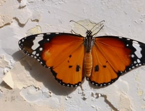 viceroy butterfly thumbnail