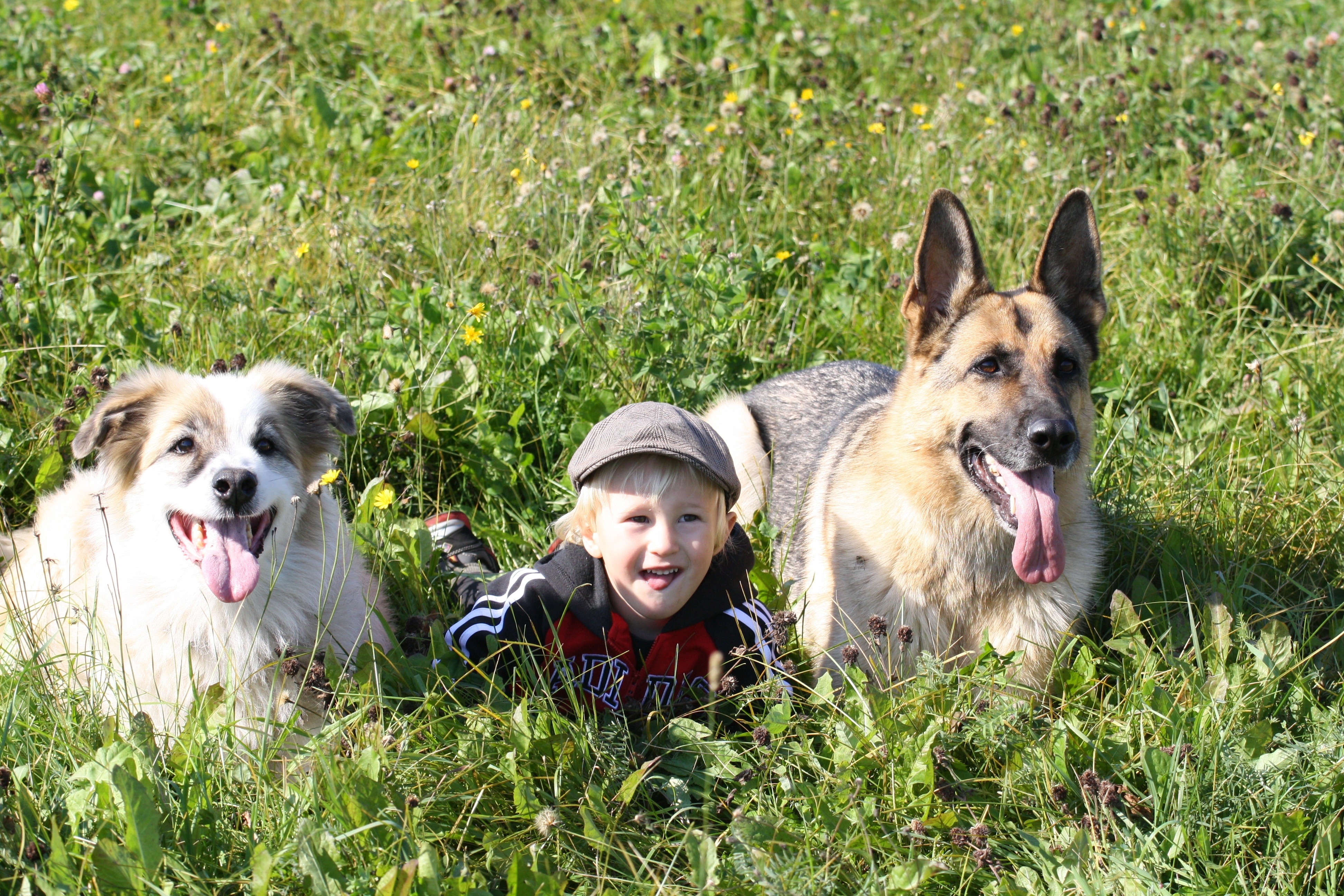 Are German Shepherd Dogs Good With Babies