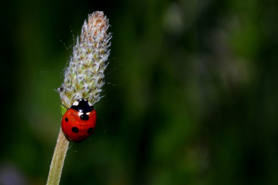 Baja, Insecta, Grass, Flower, ladybug, insect preview