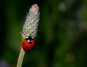 Baja, Insecta, Grass, Flower, ladybug, insect thumbnail