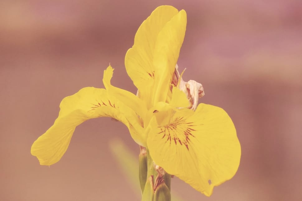 yellow iris preview