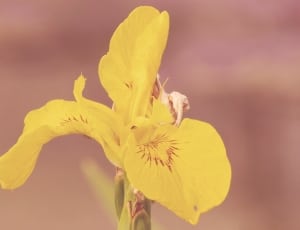 yellow iris thumbnail