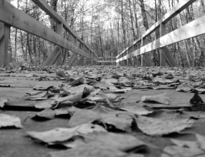 dried leaves and wooden foot bridge thumbnail