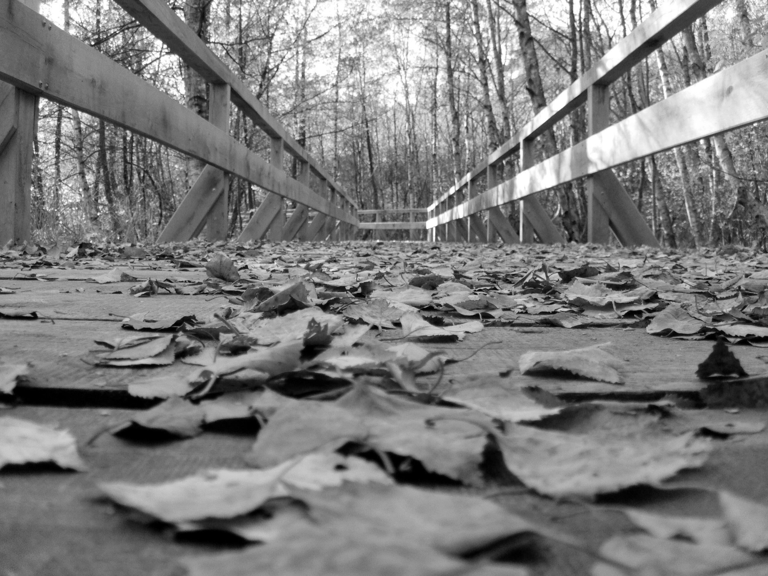 dried leaves and wooden foot bridge