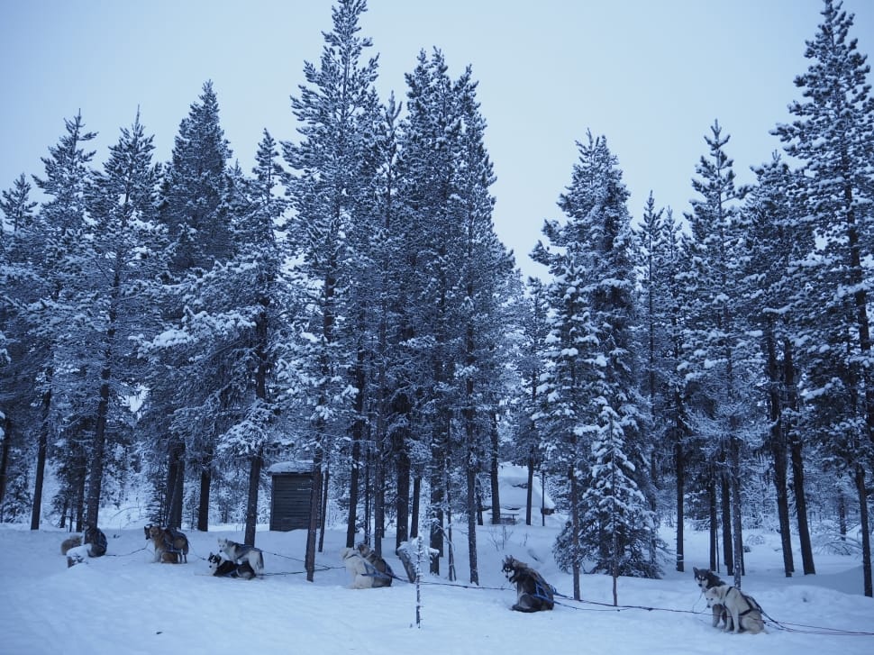 snow covered evergreen trees preview
