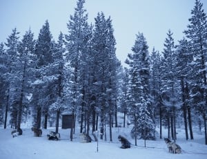 snow covered evergreen trees thumbnail