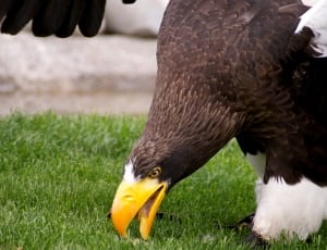 brown and white bald eagle thumbnail